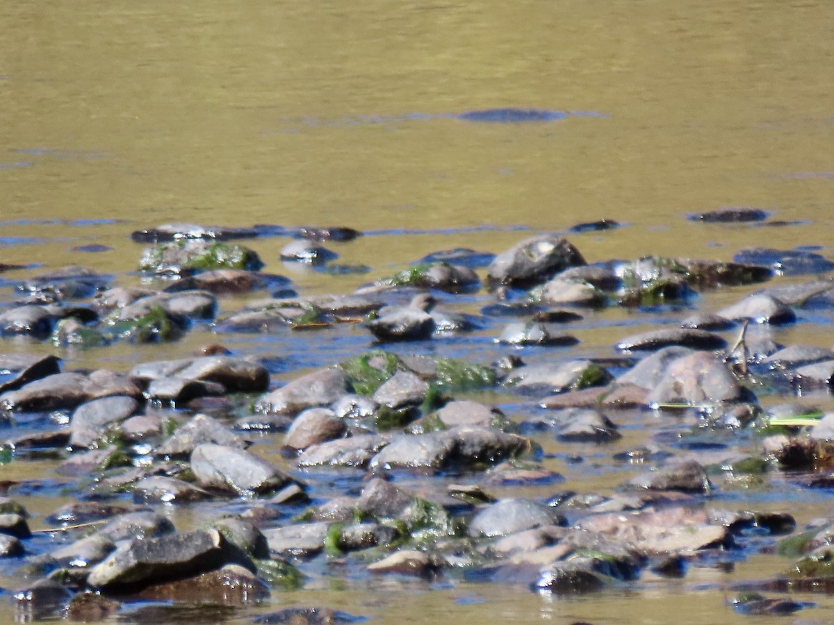 American Dipper - ML623733464