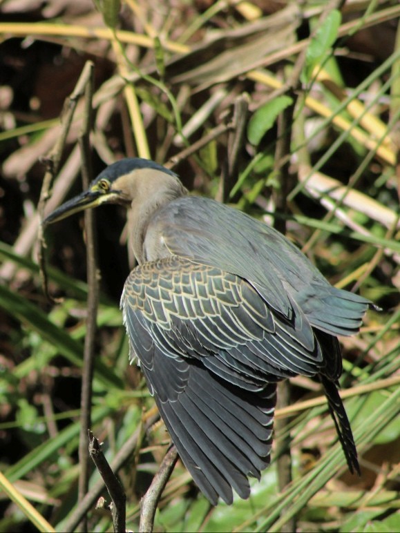 Striated Heron - ML623733474