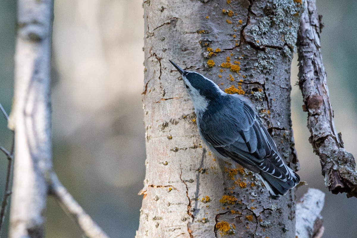 White-breasted Nuthatch - ML623733485