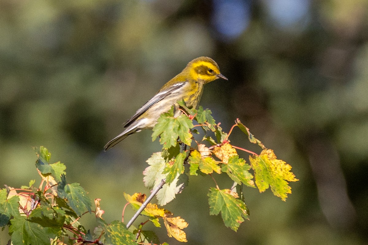 Townsend's Warbler - ML623733514