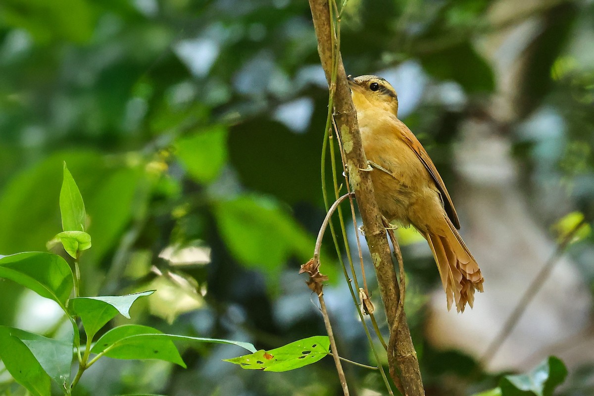 Ochre-breasted Foliage-gleaner - ML623733543