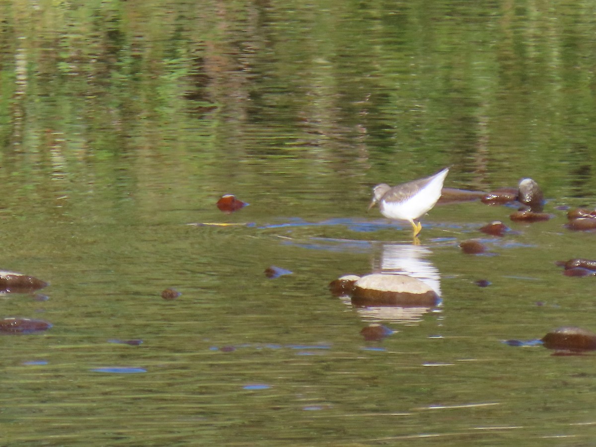 Spotted Sandpiper - diana beatty