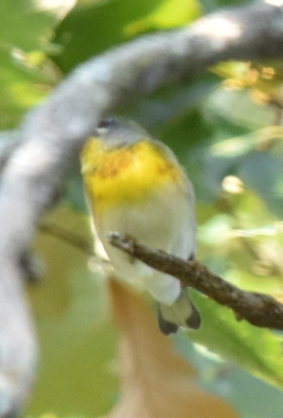 Parula Norteña - ML623733580