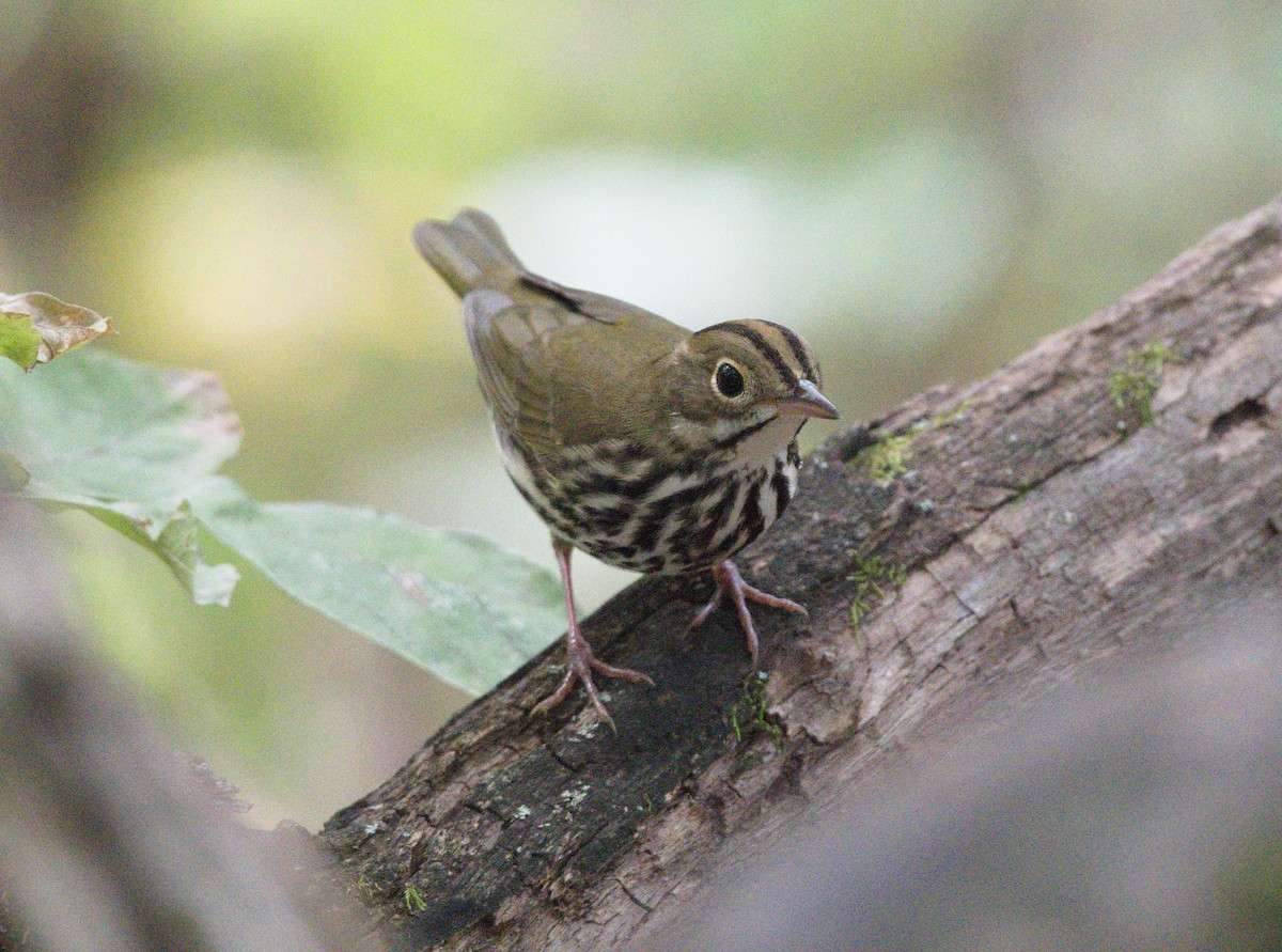 Ovenbird - ML623733589