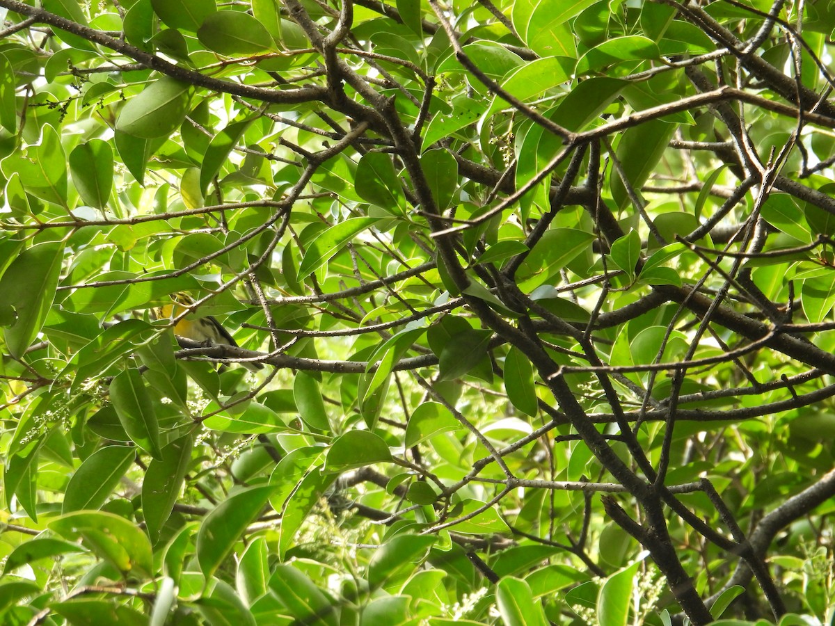 Townsend's Warbler - ML623733592