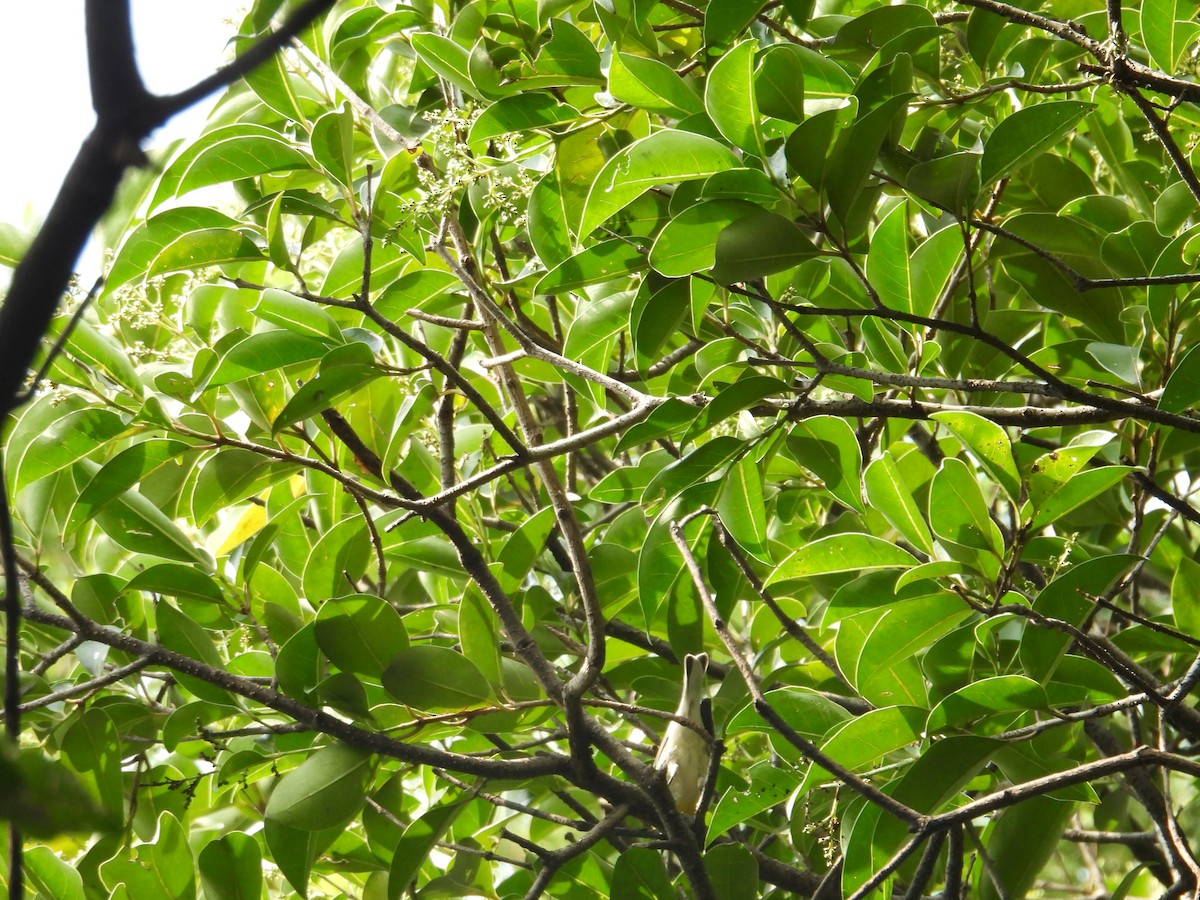 Townsend's Warbler - ML623733594