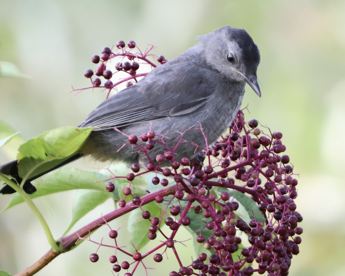 Gray Catbird - ML623733640