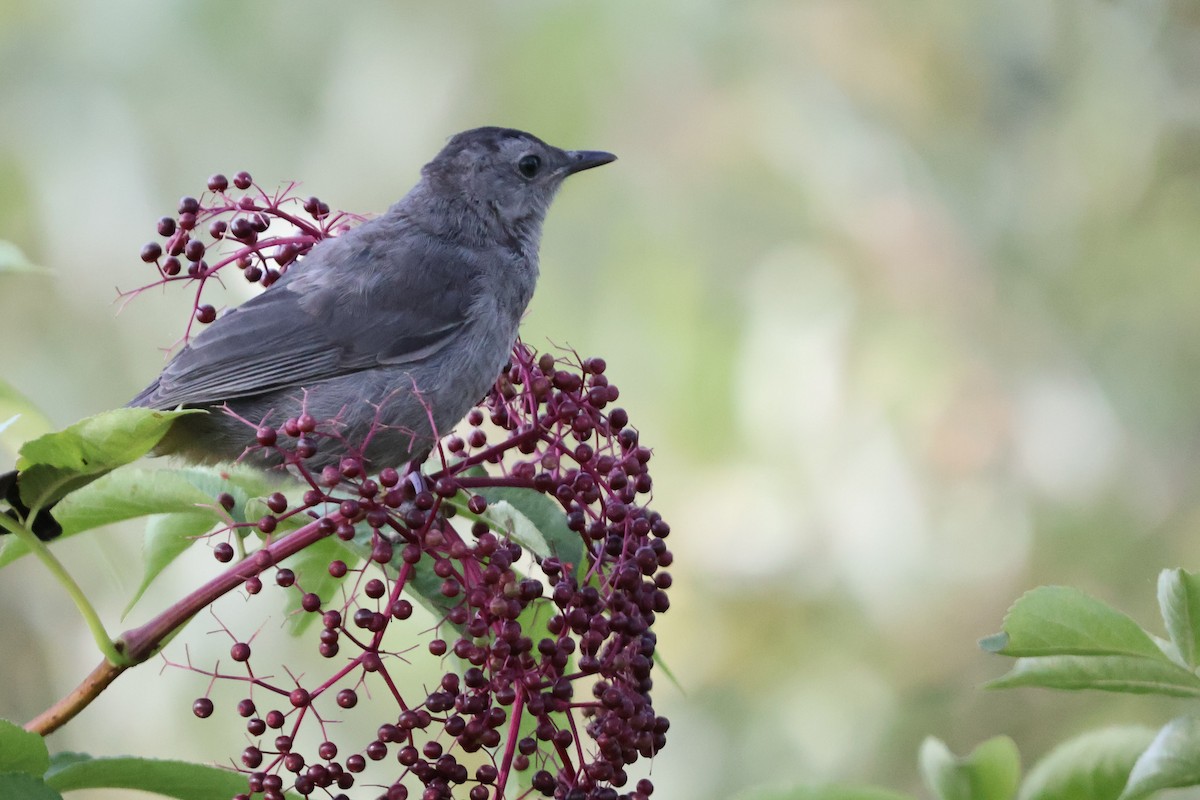 Gray Catbird - Capturing Michigan