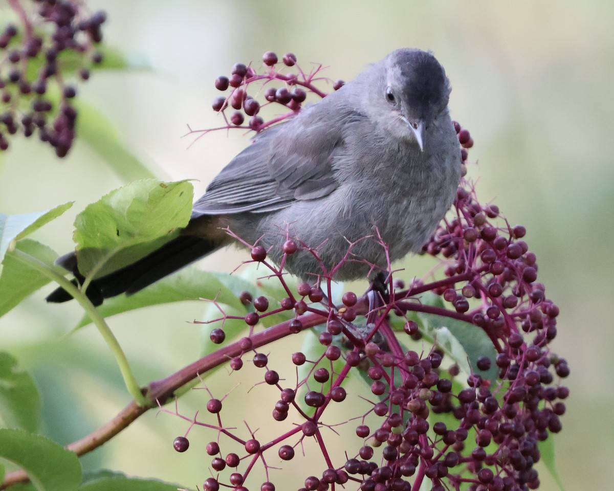 Gray Catbird - ML623733642