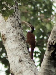 Long-billed Woodcreeper - ML623733655