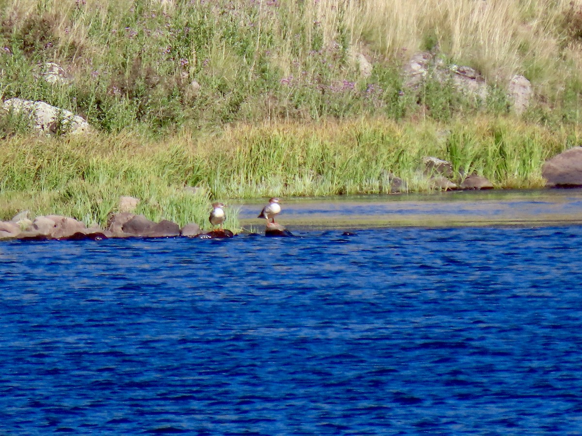 Common Merganser - ML623733663