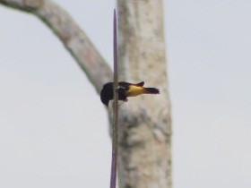 Yellow-rumped Cacique - ML623733682