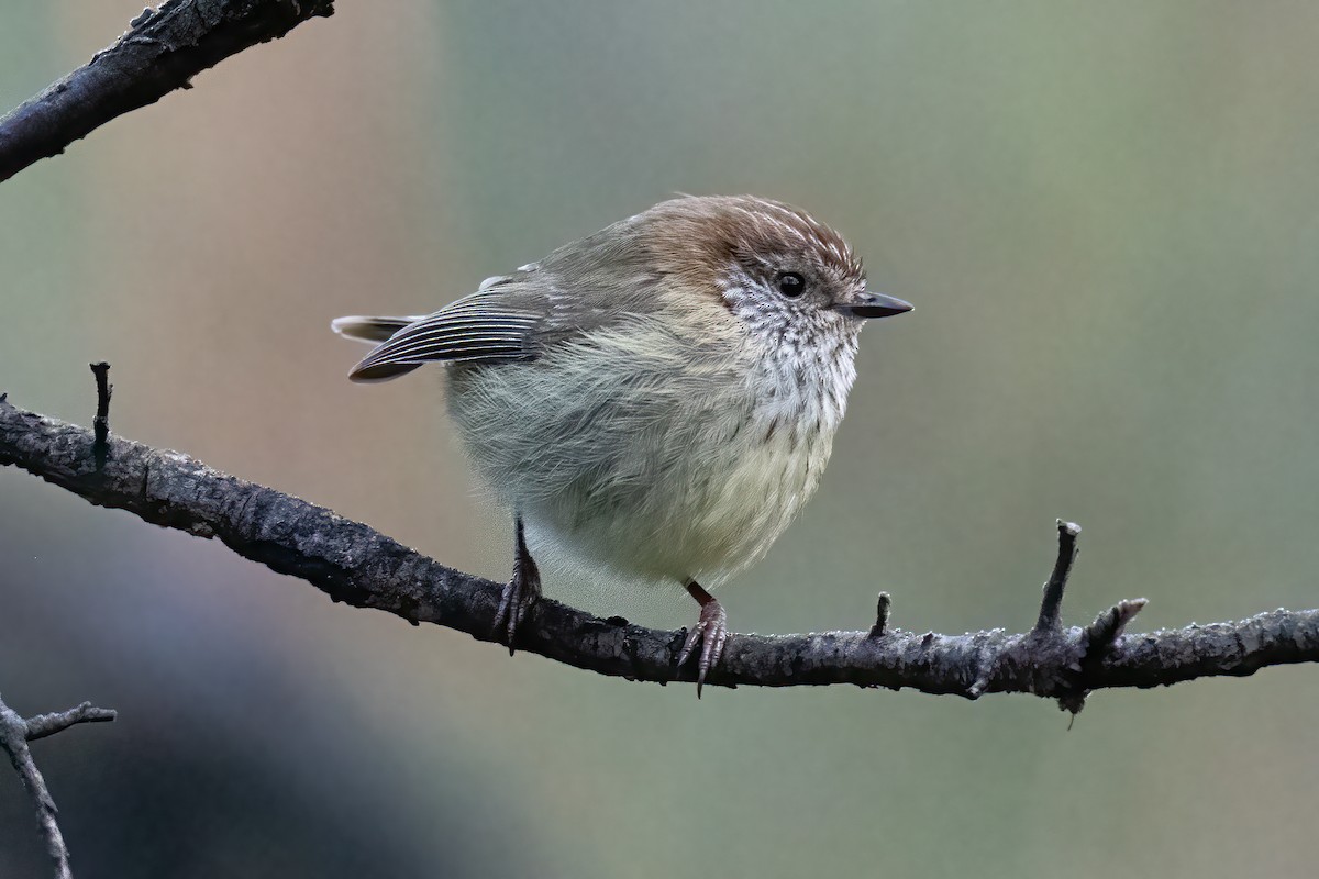 Striated Thornbill - ML623733688