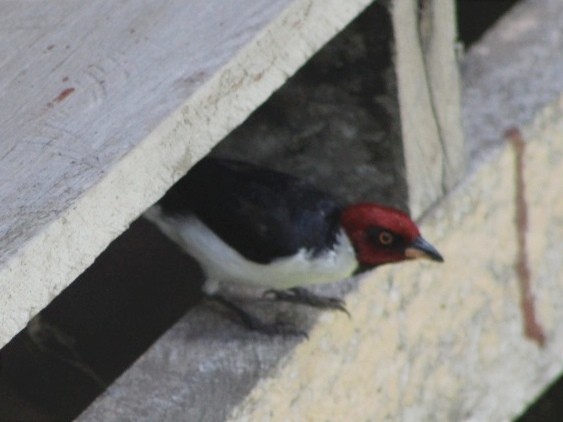 Red-capped Cardinal - Jhon Carlos Andres Rivera Higuera