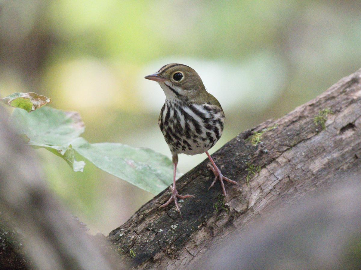 Ovenbird - ML623733740