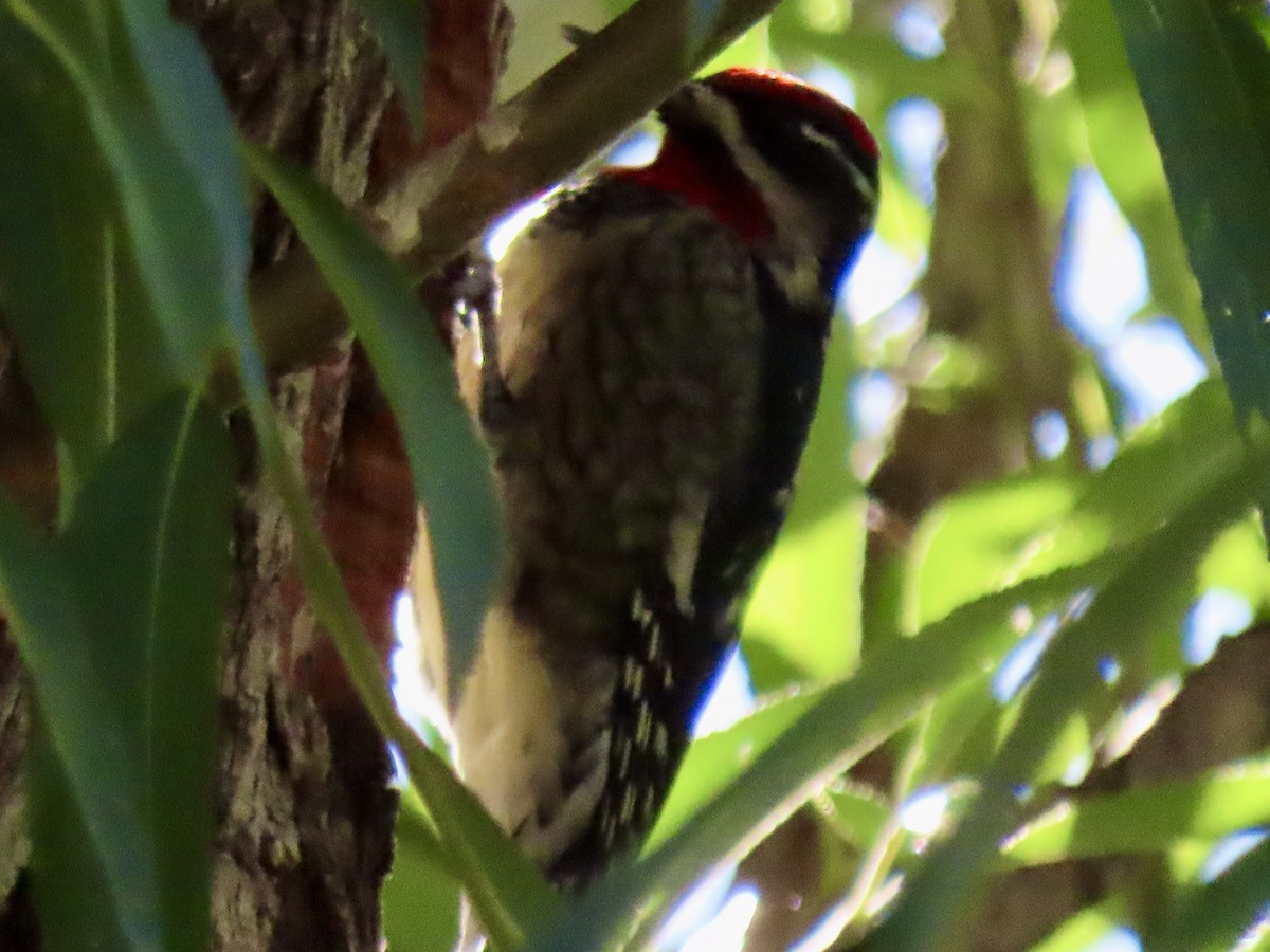 Red-naped Sapsucker - ML623733767