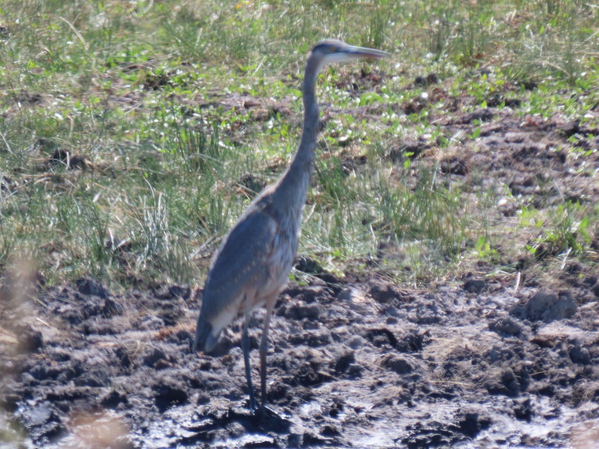 Great Blue Heron - ML623733805