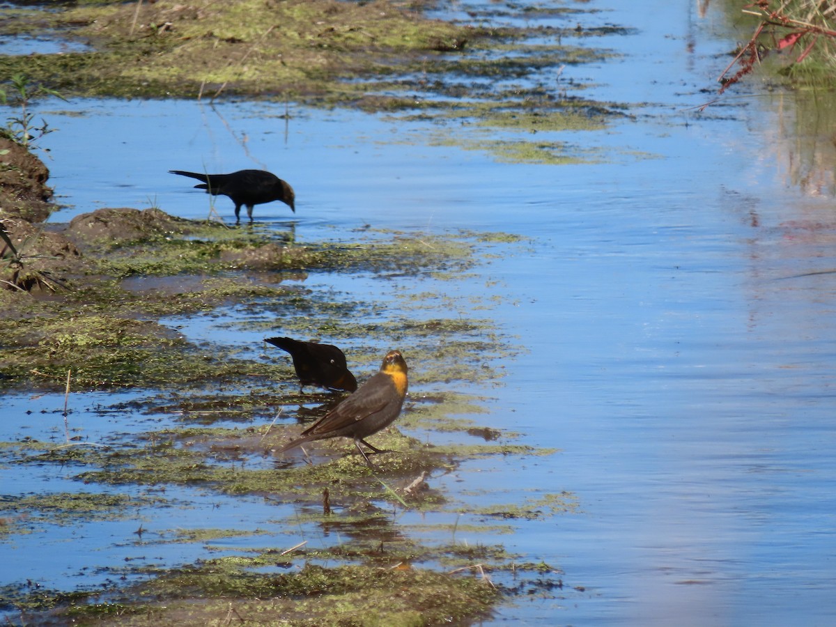 Yellow-headed Blackbird - ML623733815