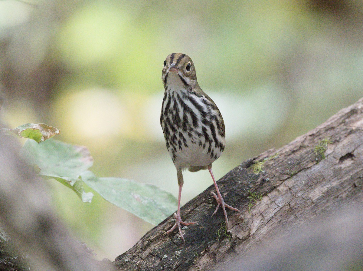 Ovenbird - ML623733842