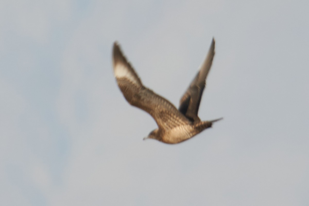 Parasitic Jaeger - Grigory Heaton