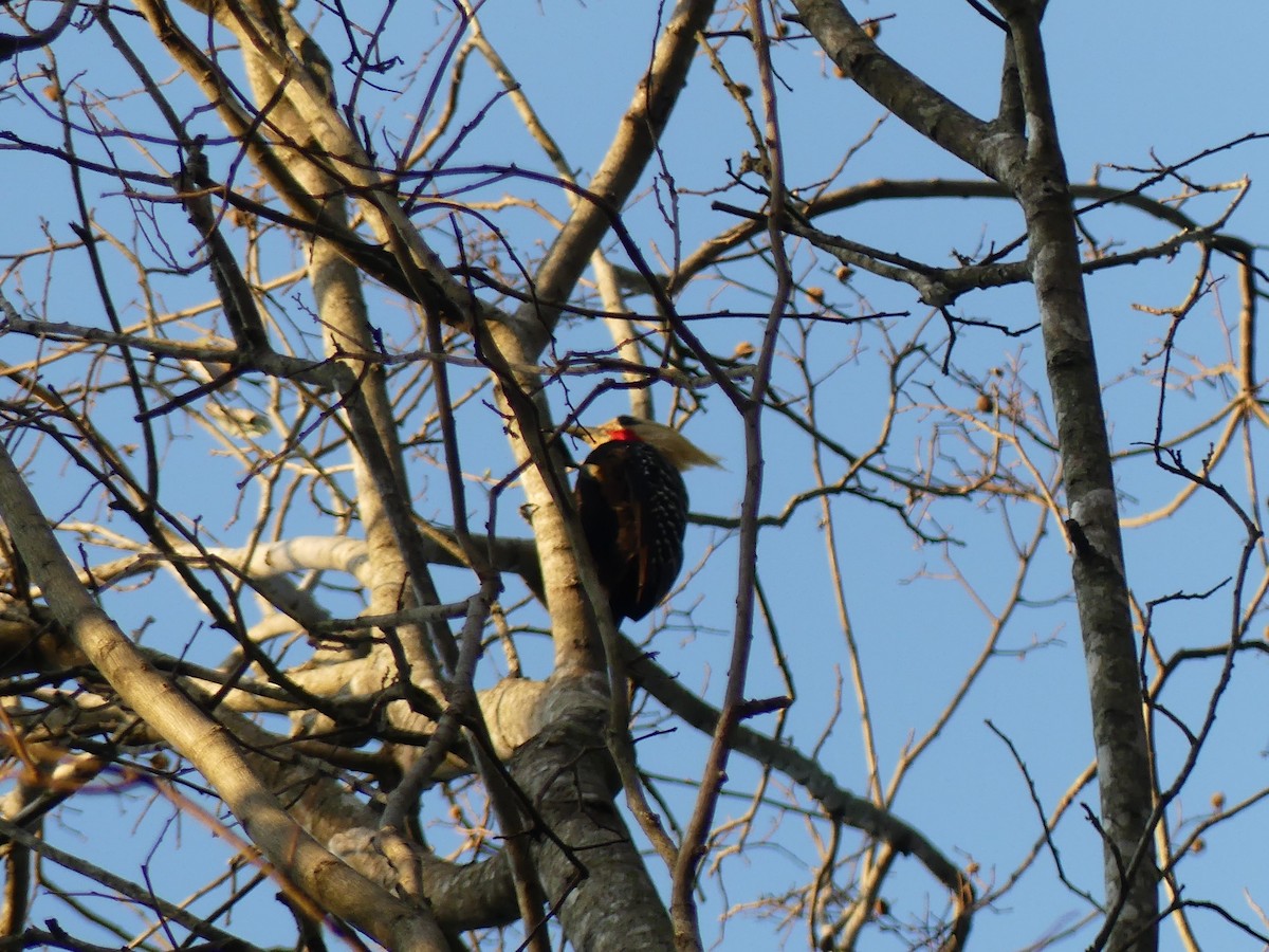 Blond-crested Woodpecker - ML623733864