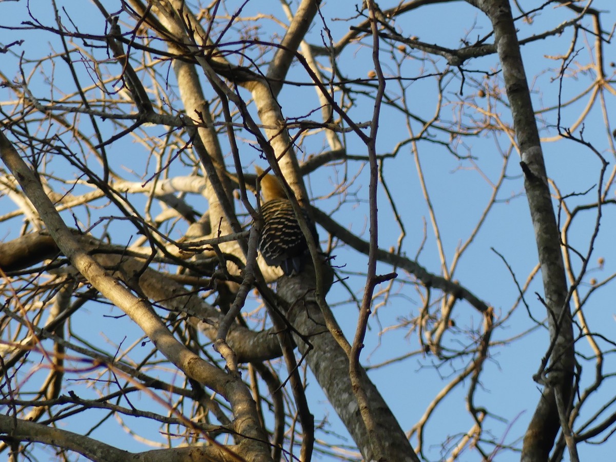 Blond-crested Woodpecker - ML623733866