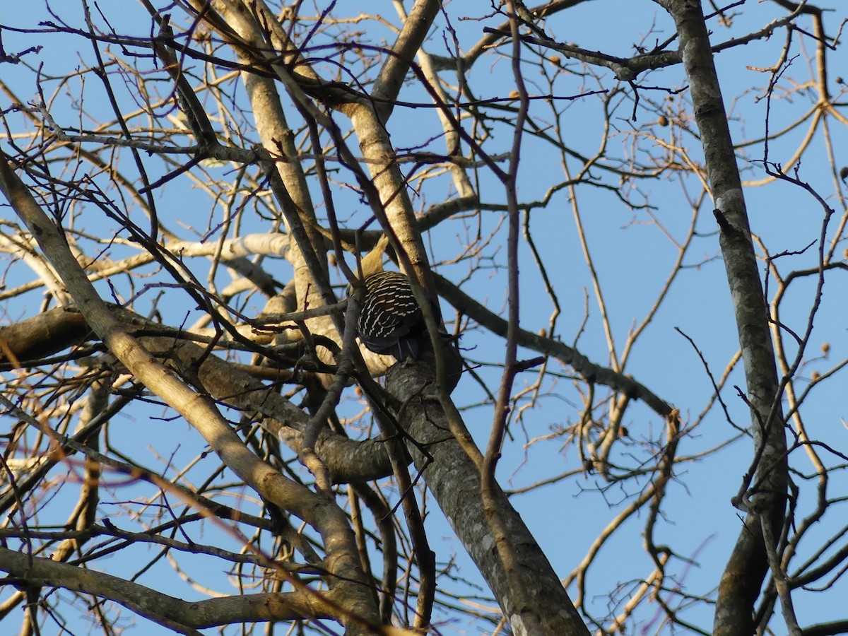 Blond-crested Woodpecker - ML623733867