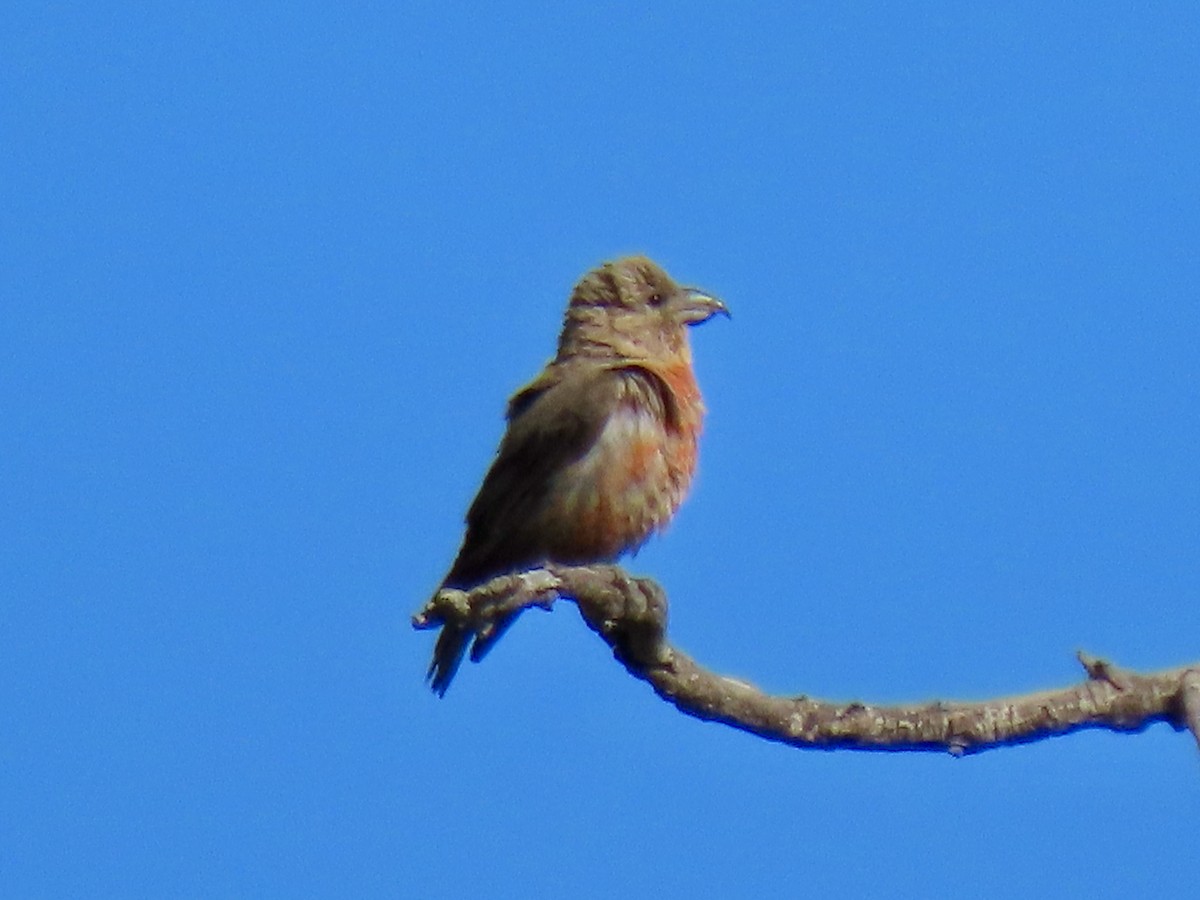 Red Crossbill - ML623733875