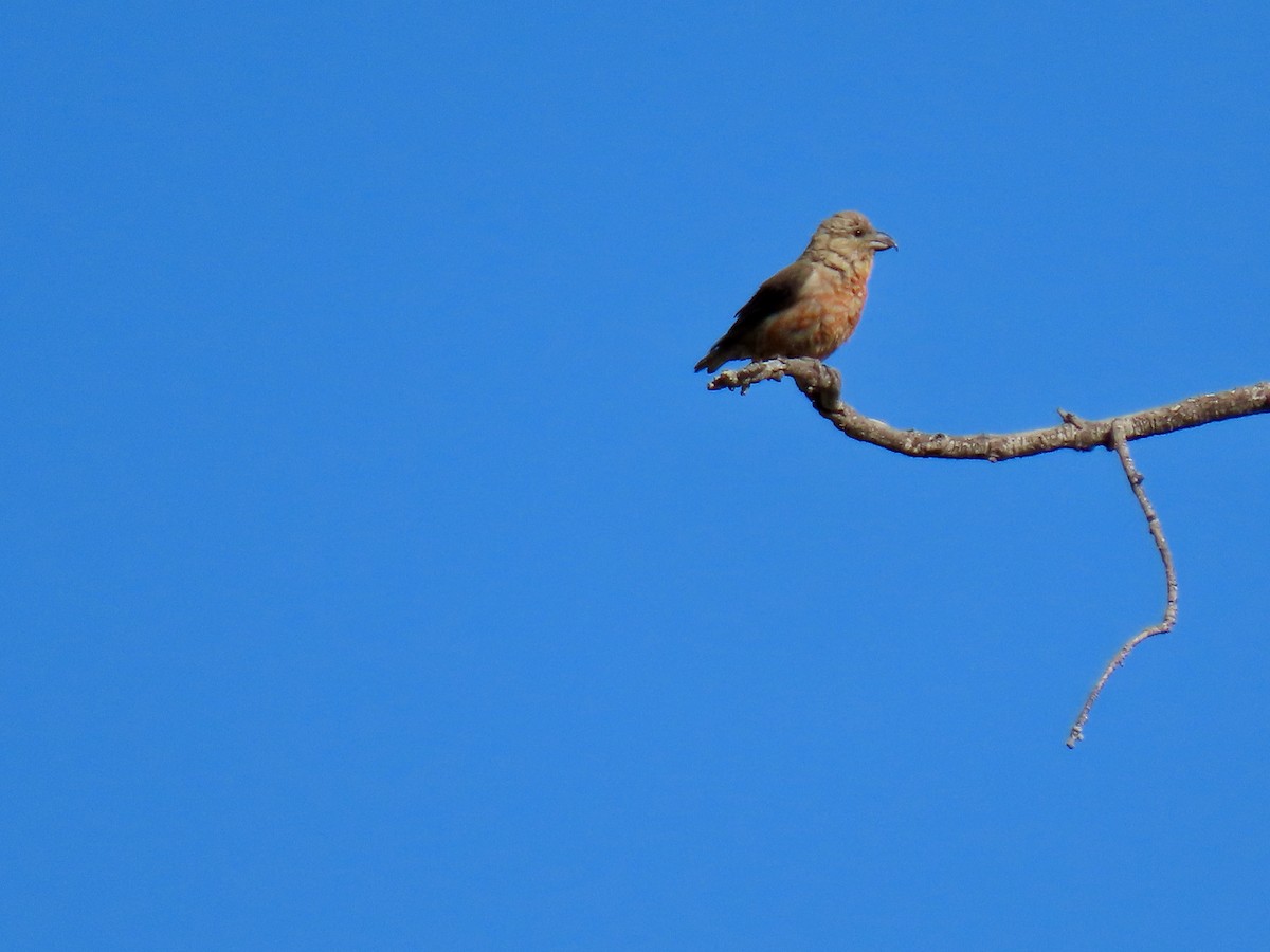 Red Crossbill - ML623733876