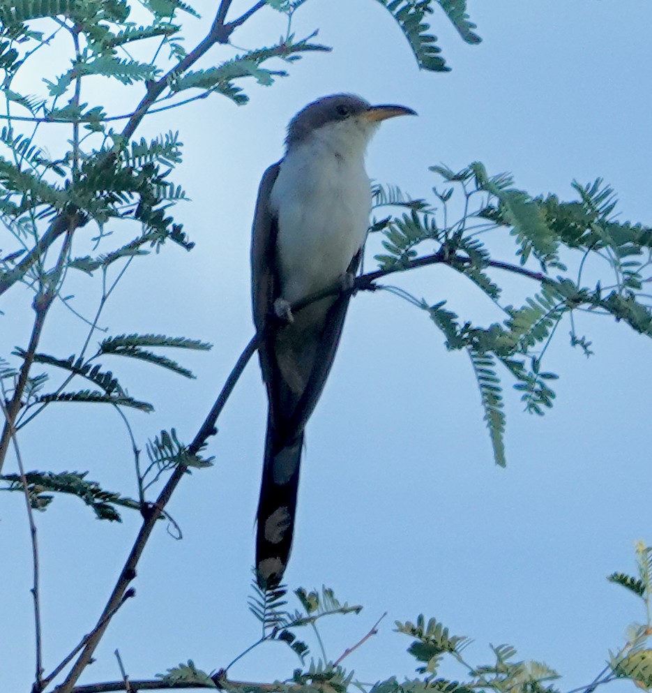 Yellow-billed Cuckoo - ML623733879