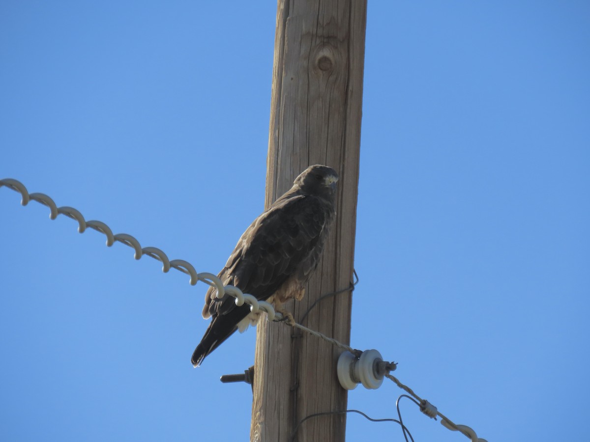 Swainson's Hawk - ML623733890