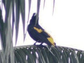 Yellow-rumped Cacique - ML623733905