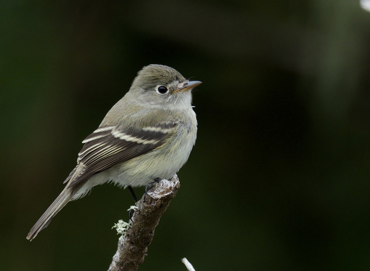 Least Flycatcher - ML623733914