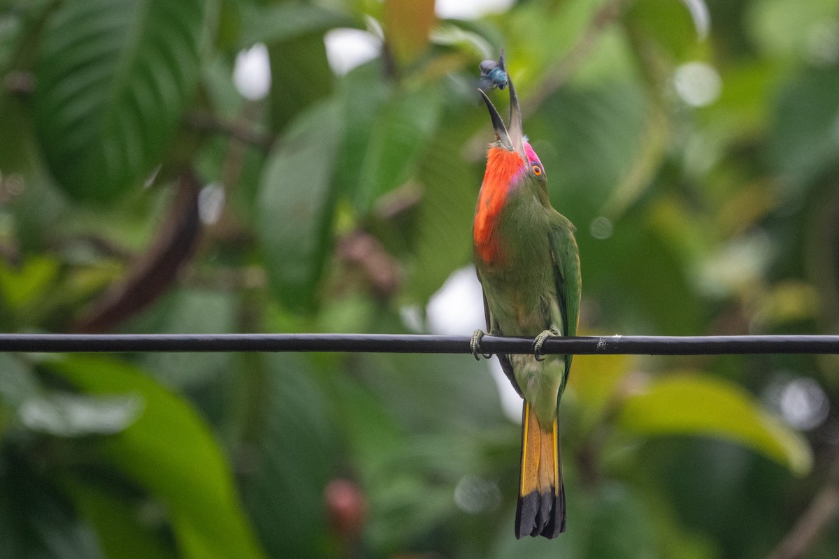 Red-bearded Bee-eater - ML623733926