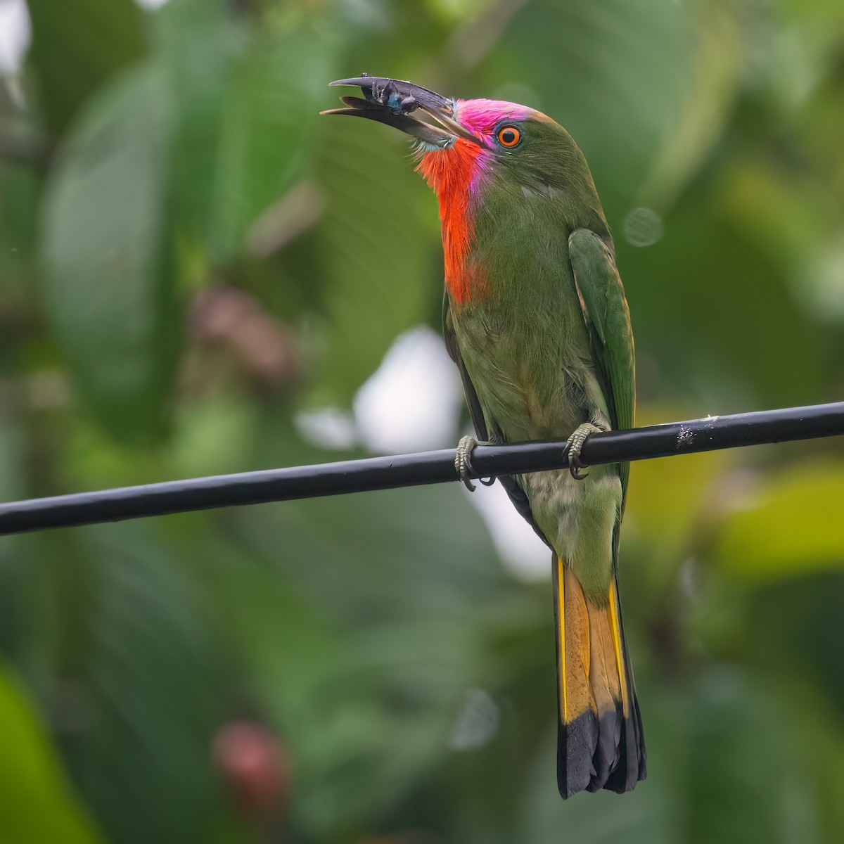 Red-bearded Bee-eater - ML623733927