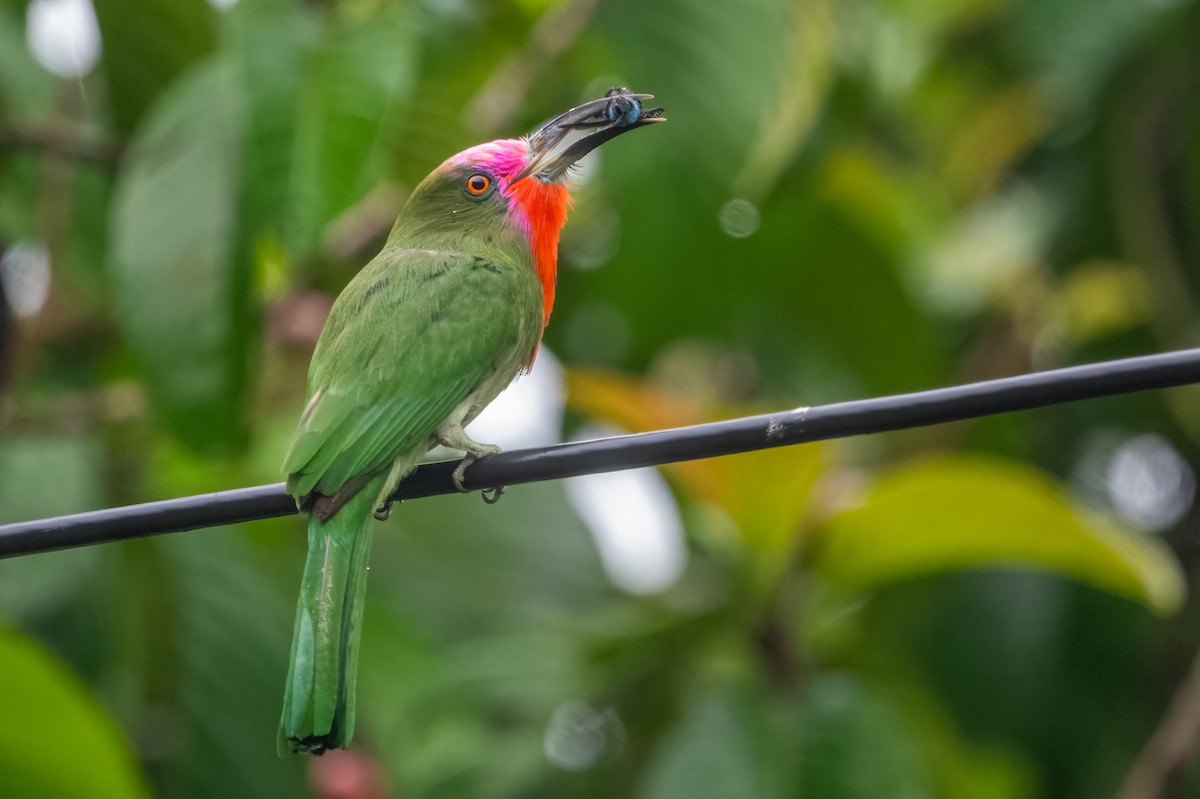 Red-bearded Bee-eater - ML623733928