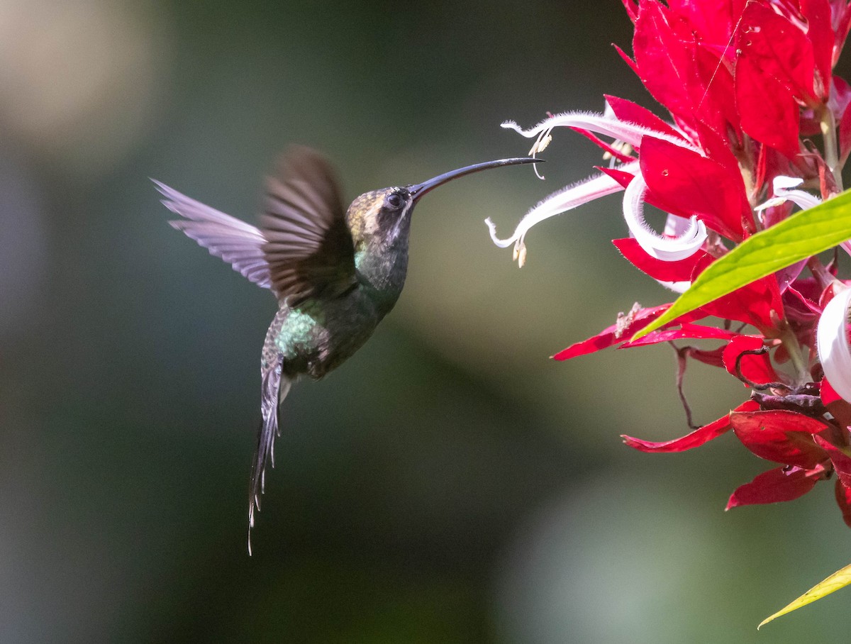 White-whiskered Hermit - ML623733929