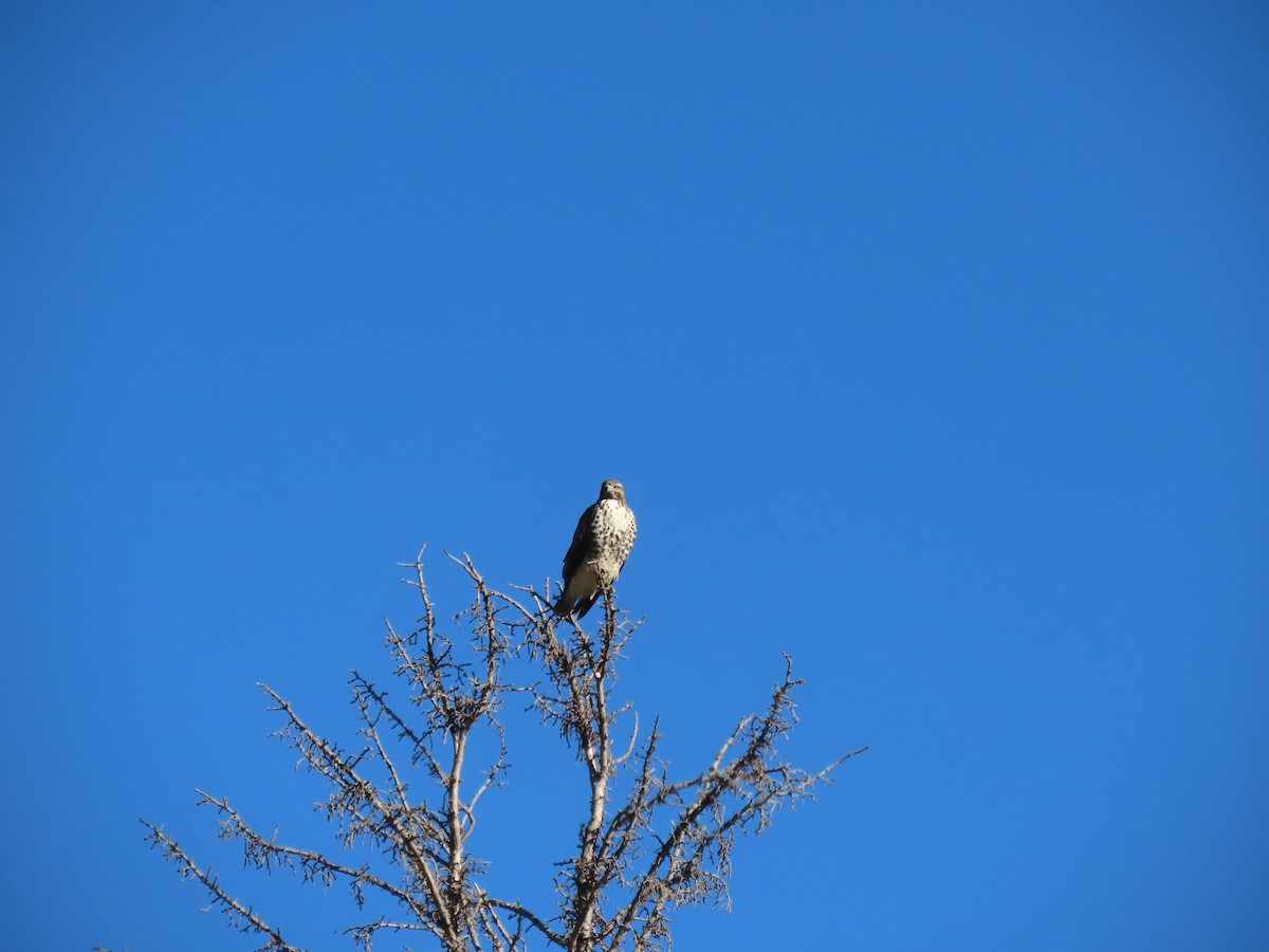 Red-tailed Hawk - ML623733956