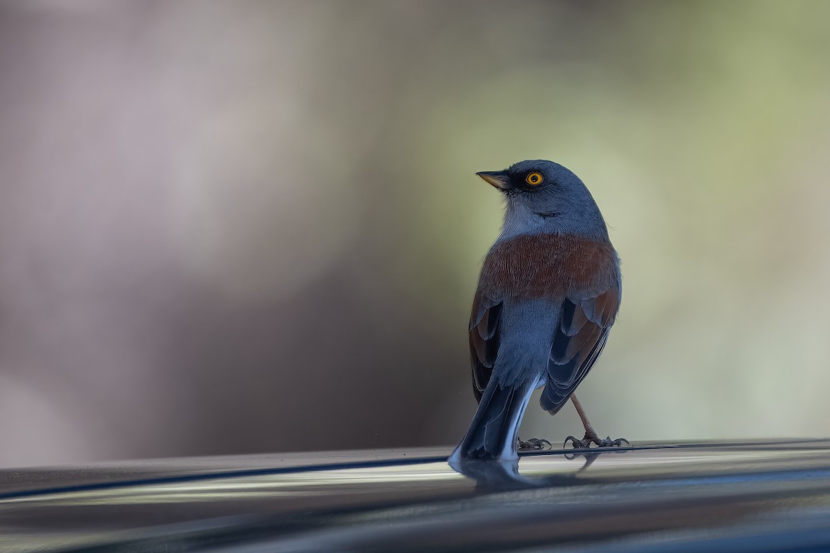 Yellow-eyed Junco - ML623733969