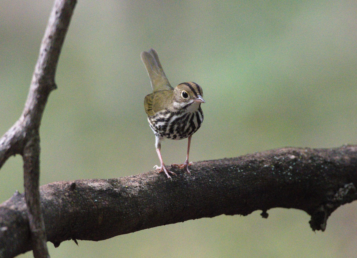 Ovenbird - ML623733979