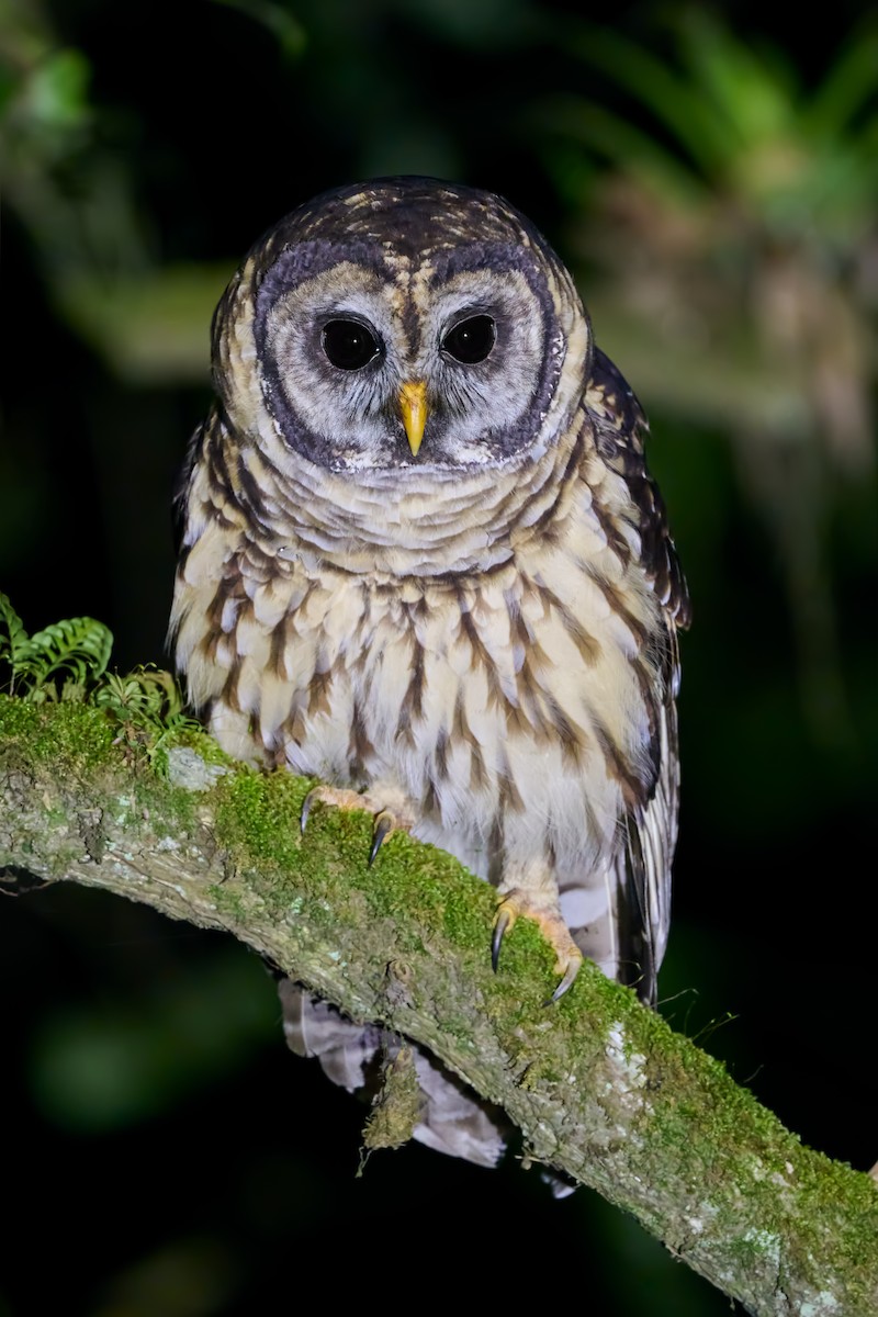 Fulvous Owl - ML623733998