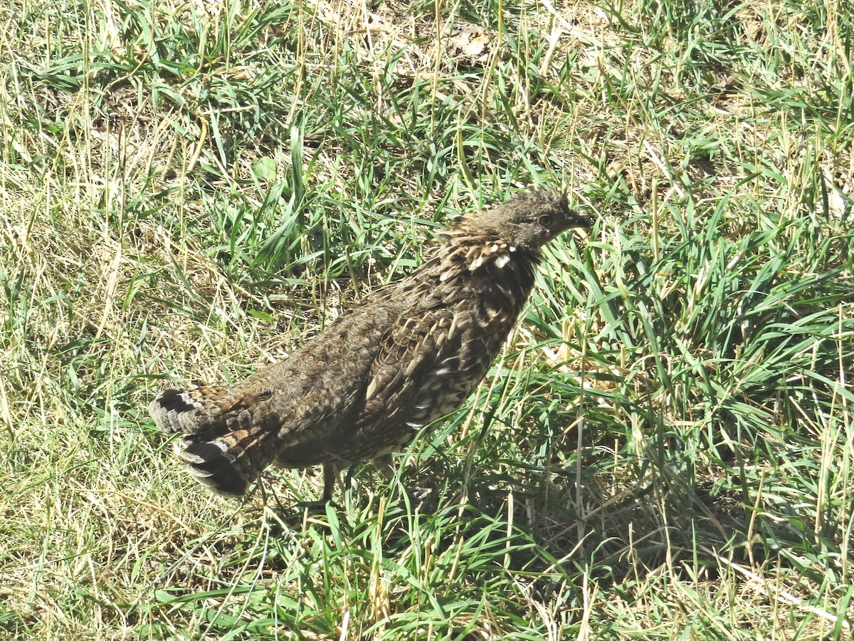 Ruffed Grouse - Susan Patla