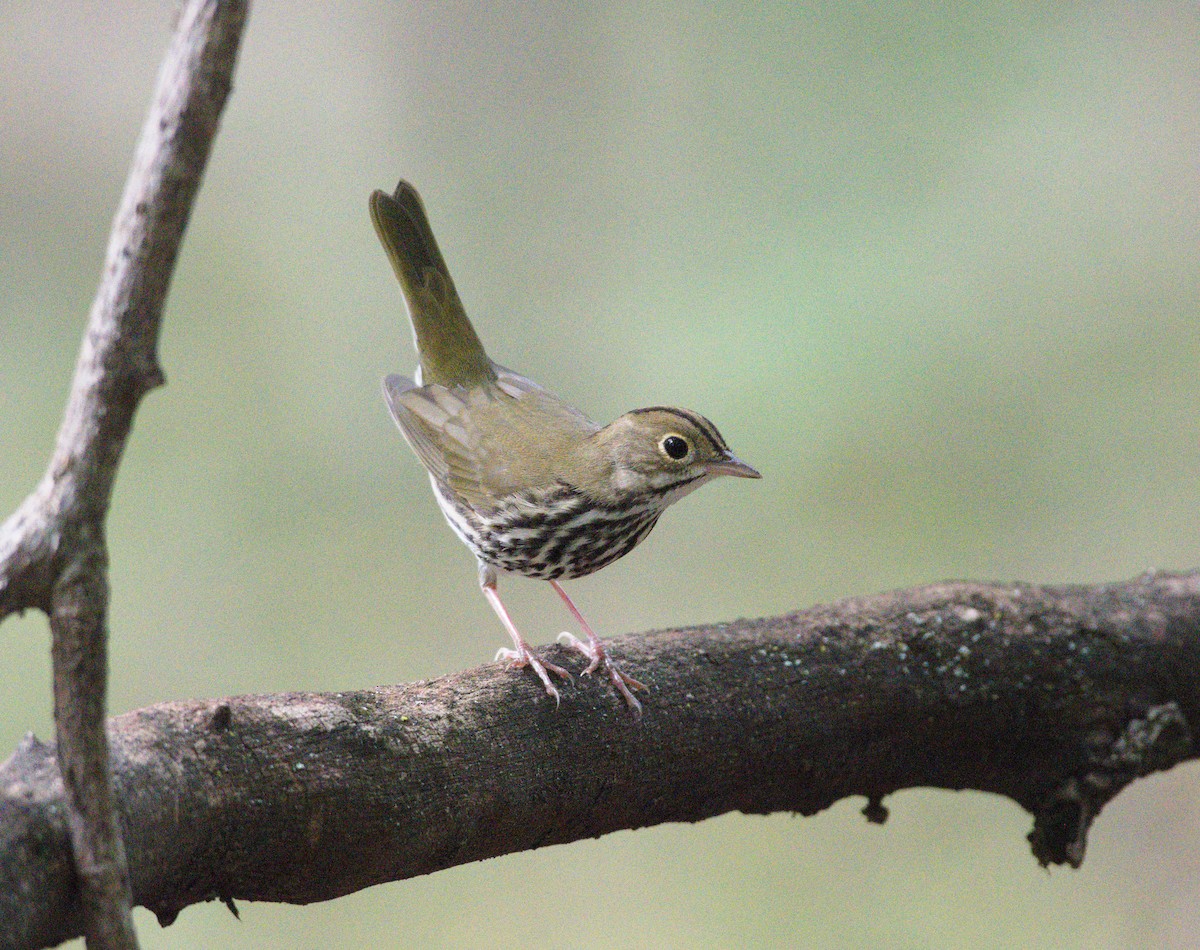 Ovenbird - ML623734060