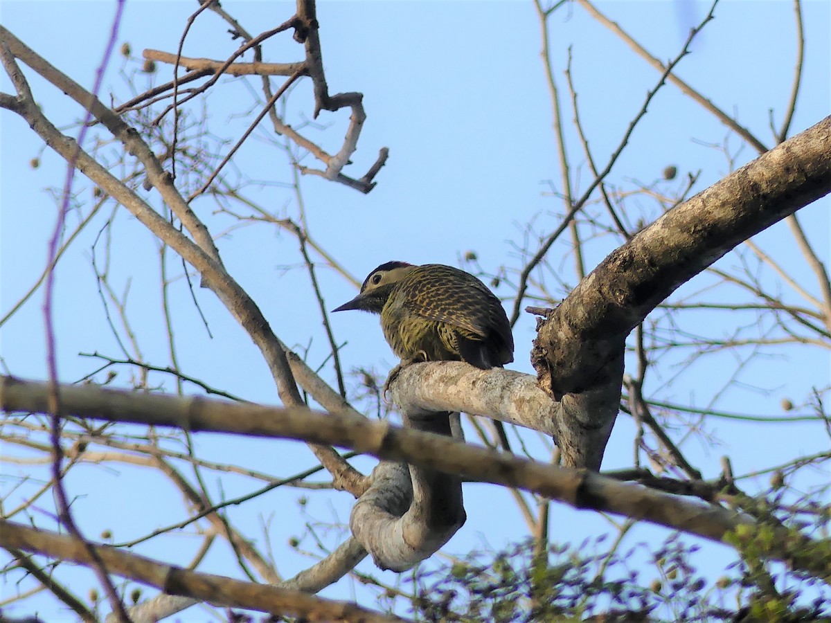 Green-barred Woodpecker - ML623734076