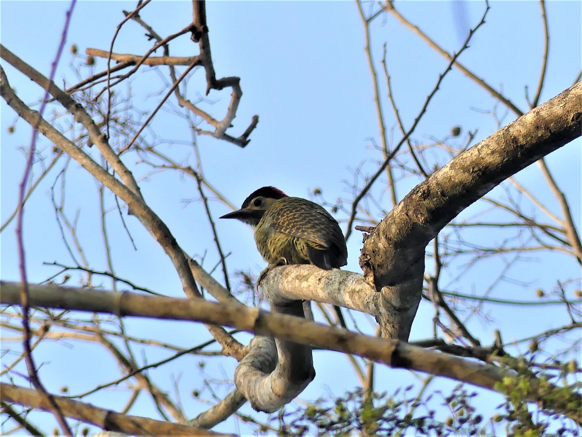 Green-barred Woodpecker - ML623734081