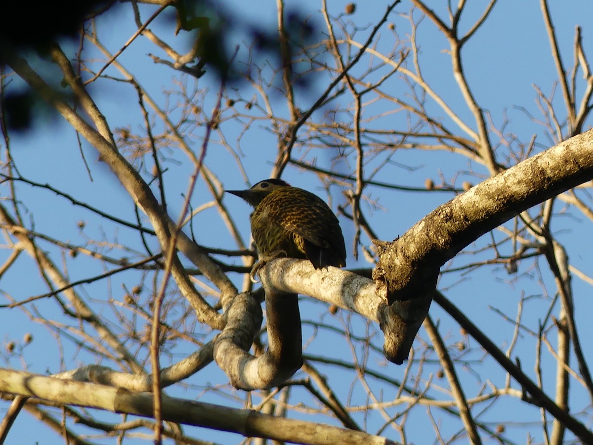 Green-barred Woodpecker - ML623734082