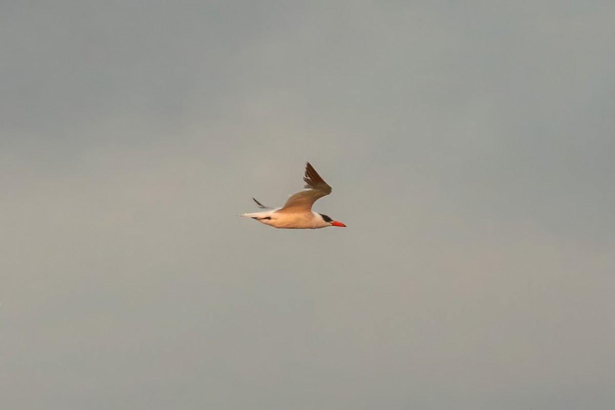 Caspian Tern - ML623734091