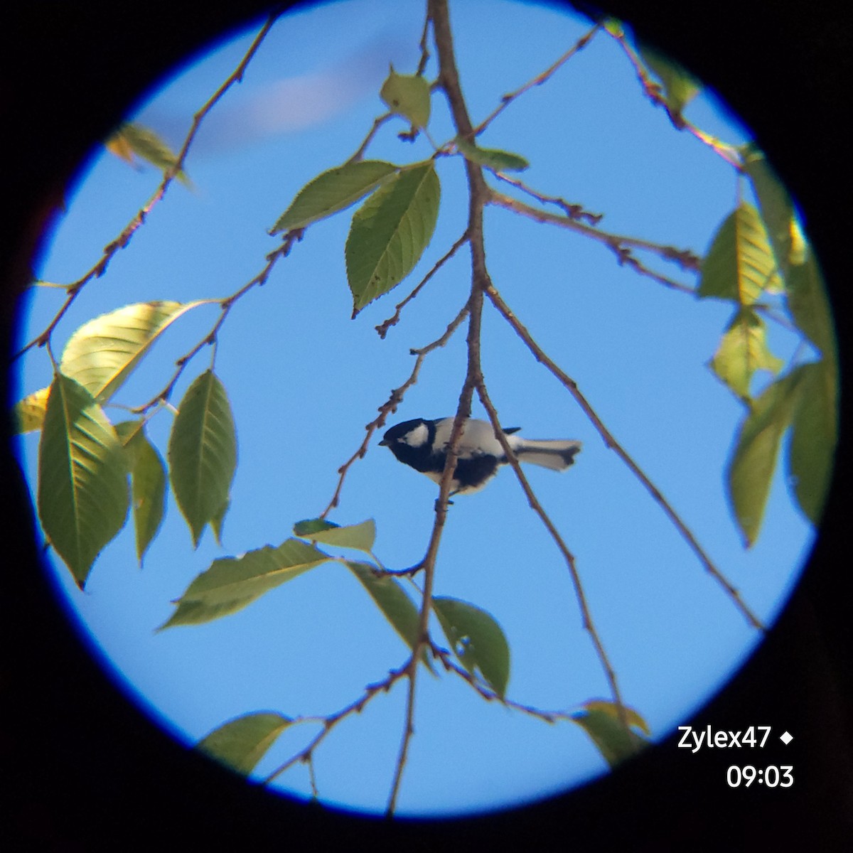 Japanese Tit - ML623734106