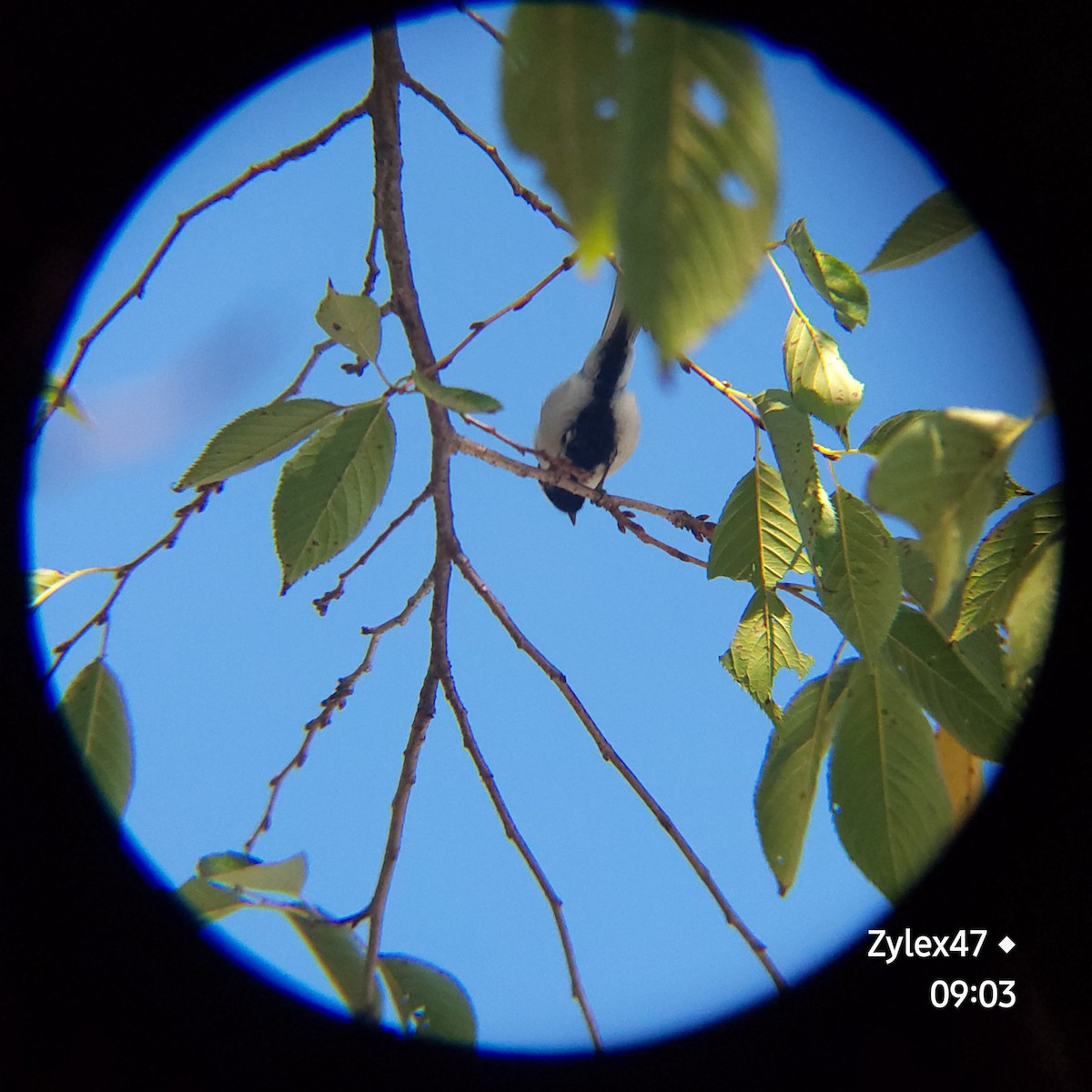 Japanese Tit - Dusky Thrush