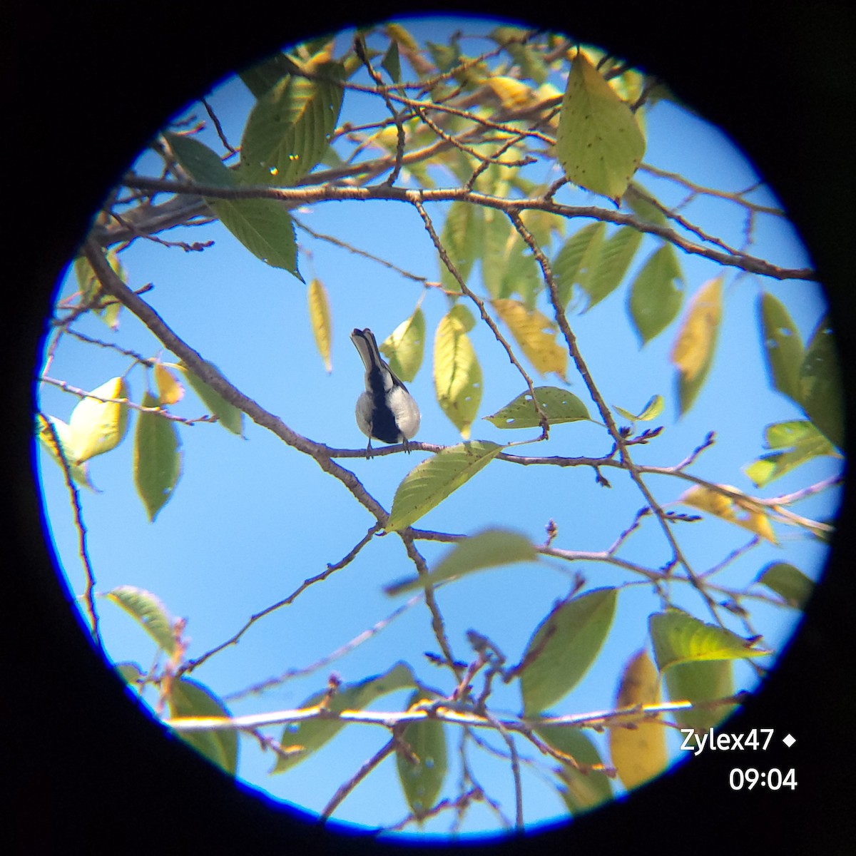 Japanese Tit - ML623734110